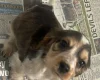 Cocker Spaniel (Show)