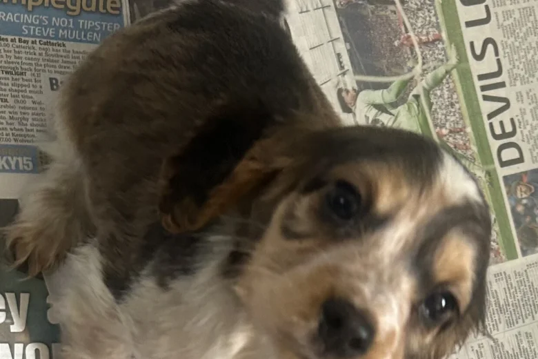 Cocker Spaniel (Show)