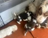 Cocker Spaniel (Show)
