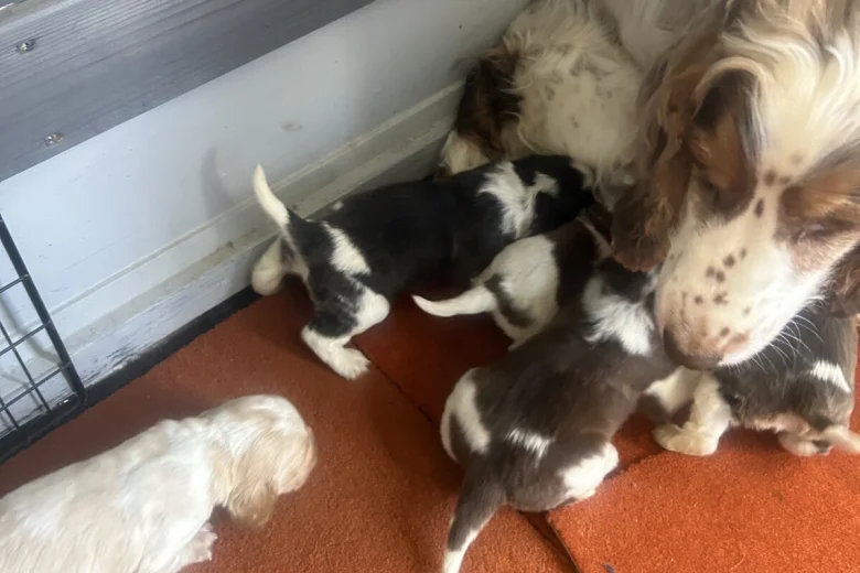 Cocker Spaniel (Show)