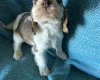 Cocker Spaniel (Show)