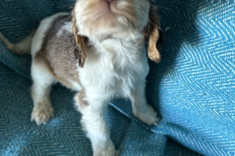 Cocker Spaniel (Show)