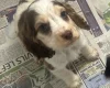 Cocker Spaniel (Show)