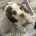 Cocker Spaniel (Show)