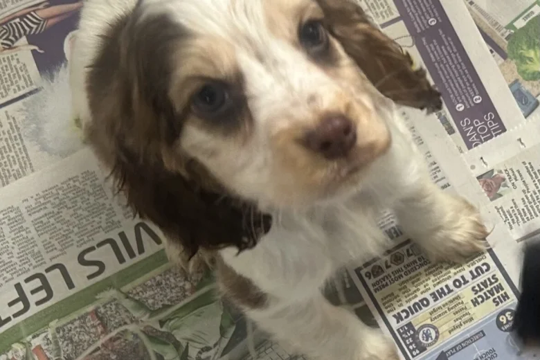 Cocker Spaniel (Show)