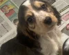 Cocker Spaniel (Show)