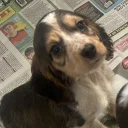 Cocker Spaniel (Show)