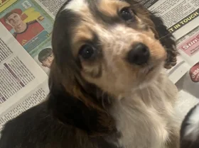 Cocker Spaniel (Show)
