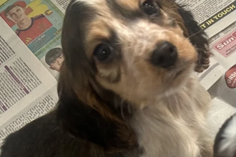 Cocker Spaniel (Show)