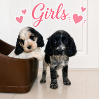 Cocker Spaniel (Show)