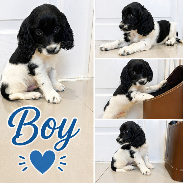 Cocker Spaniel (Show)