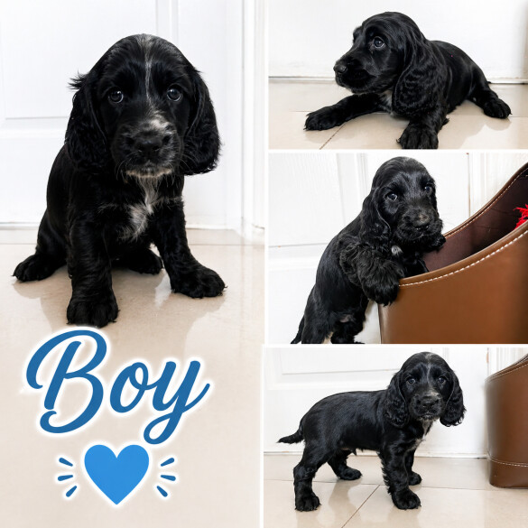 Cocker Spaniel (Show)