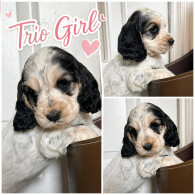 Cocker Spaniel (Show)