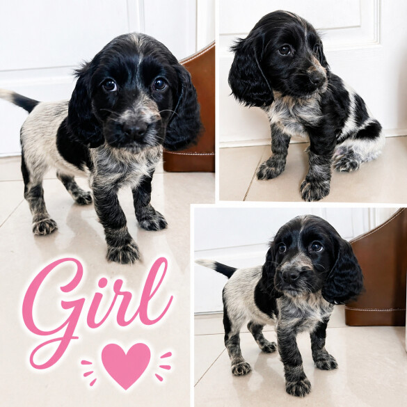 Cocker Spaniel (Show)