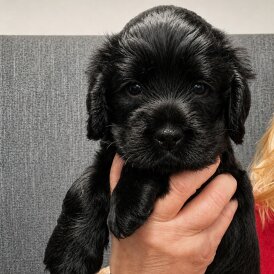 Cocker Spaniel (Show)