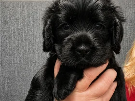 Cocker Spaniel (Show)