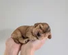 Cocker Spaniel (Show)