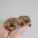Cocker Spaniel (Show)