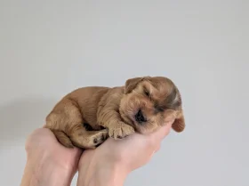 Cocker Spaniel (Show)