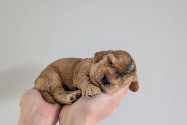 Cocker Spaniel (Show)