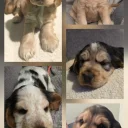 Cocker Spaniel (Show)