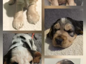 Cocker Spaniel (Show)