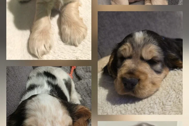 Cocker Spaniel (Show)