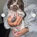 Cocker Spaniel (Show)