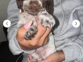 Cocker Spaniel (Show)