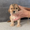 Cocker Spaniel (Show)