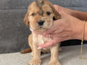 Cocker Spaniel (Show)