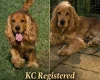 Cocker Spaniel (Show)