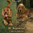 Cocker Spaniel (Show)