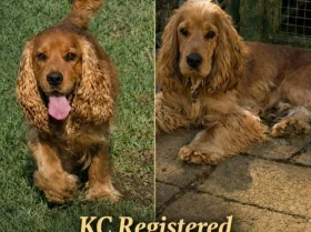 Cocker Spaniel (Show)