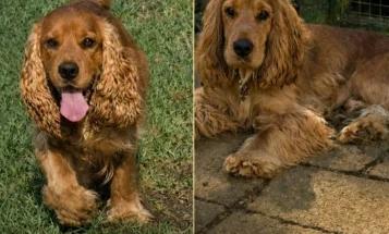Cocker Spaniel (Show)