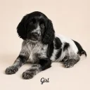 Cocker Spaniel (Show)