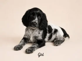 Cocker Spaniel (Show)