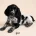 Cocker Spaniel (Show)