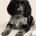 Cocker Spaniel (Show)