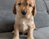 Cocker Spaniel (Show)
