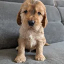 Cocker Spaniel (Show)