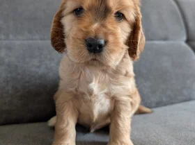 Cocker Spaniel (Show)