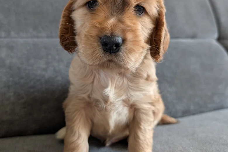 Cocker Spaniel (Show)