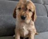 Cocker Spaniel (Show)