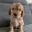 Cocker Spaniel (Show)