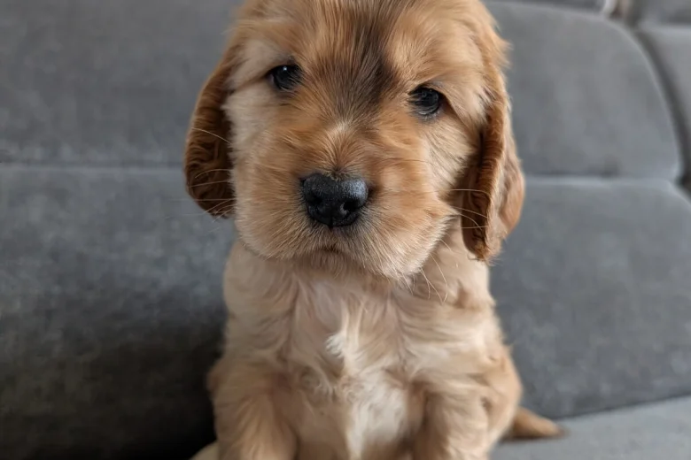 Cocker Spaniel (Show)
