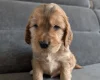 Cocker Spaniel (Show)