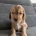 Cocker Spaniel (Show)