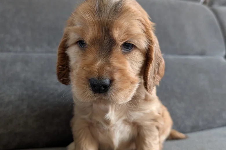 Cocker Spaniel (Show)