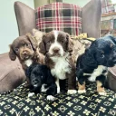 Cocker Spaniel (Working)